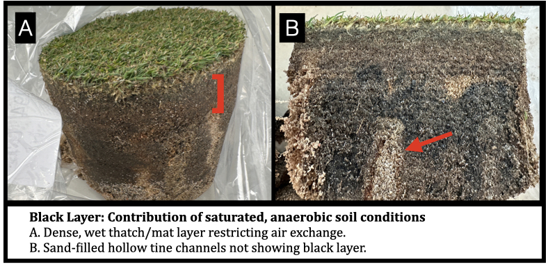 Black Layer: Contribution of saturated, anaerobic soil conditions
A. Dense, wet thatch/mat layer restricting air exchange. 
B. Sand-filled hollow tine channels not showing black layer. 