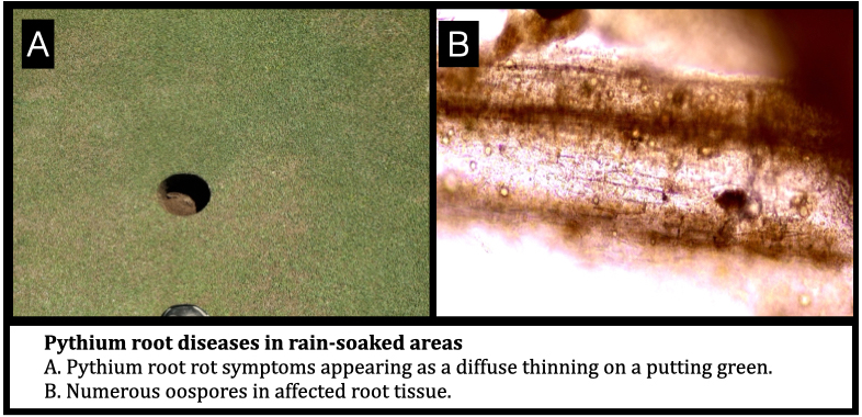 Pythium root diseases in rain-soaked areas A. Pythium root rot symptoms appearing as a diffuse thinning on a putting green. B. Numerous oospores in affected root tissue.