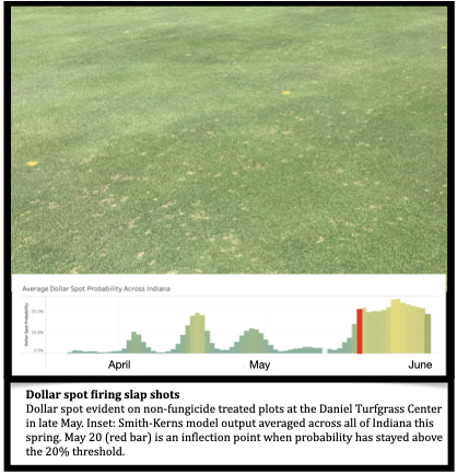 Dollar spot firing slap shots Dollar spot evident on non-fungicide treated plots at the Daniel Turfgrass Center in late May. Inset: Smith-Kerns model output averaged across all of Indiana this spring. May 20 (red bar) is an inflection point when probability has stayed above the 20% threshold.