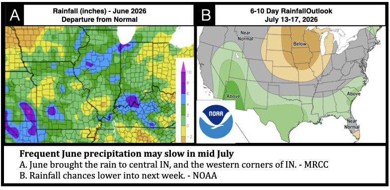 Two-panel precipitation graphic showing rainfall conditions and outlooks. Left map shows June 2026 rainfall was above normal across much of Indiana and portions of the Midwest. Right NOAA outlook map forecasts below-normal rainfall probabilities across parts of the northern Midwest and near- to above-normal precipitation chances in portions of the southern and western United States for July 13–17, 2026. Summary message: Frequent June rainfall may slow during mid-July.
