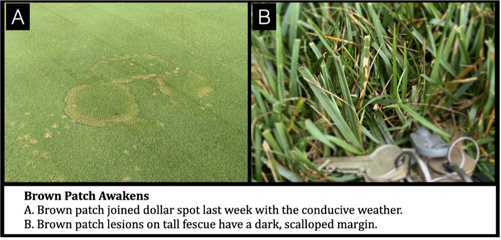 Two-panel turfgrass disease graphic. Left image shows circular brown patch damage on a closely mowed putting green. Right image is a close-up of tall fescue leaves displaying brown patch lesions with dark, scalloped margins; a key is included for size reference. Summary message: Brown patch disease has become active due to favorable warm, humid weather conditions.