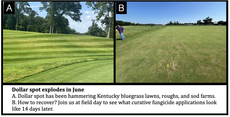 Two-panel turfgrass disease graphic showing dollar spot damage. Left image shows a striped Kentucky bluegrass turf area with visible disease injury in rough and lawn turf. Right image shows widespread dollar spot symptoms across a turfgrass field, with numerous small bleached patches visible. Summary message: Dollar spot disease increased rapidly during June and examples of recovery following fungicide treatment are highlighted.