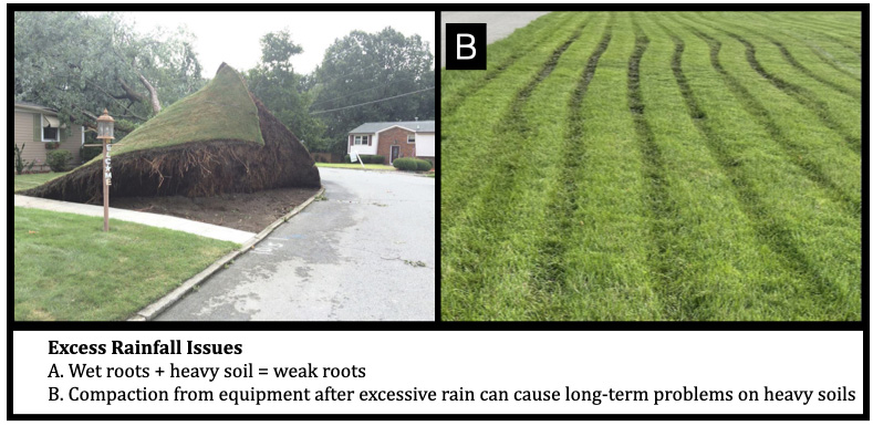 Excess Rainfall Issues
A. Wet roots + heavy soil = weak roots
B. Compaction from equipment after excessive rain can cause long-term problems on heavy soils