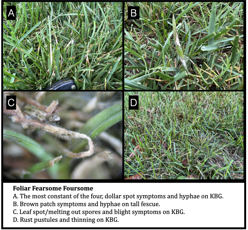 Foliar Fearsome Foursome
A. The most constant of the four, dollar spot symptoms and hyphae on KBG.
B. Brown patch symptoms and hyphae on tall fescue.
C. Leaf spot/melting out spores and blight symptoms on KBG.
D. Rust pustules and thinning on KBG.