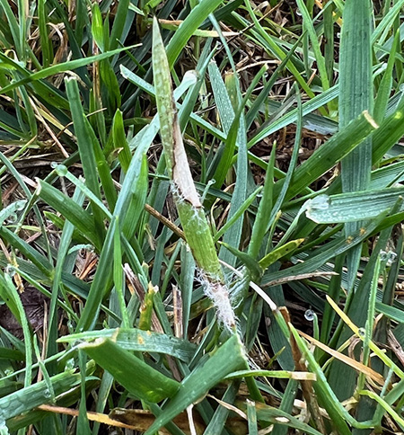Brown patch on tall fescue