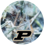Purdue Turfgrass Pathology