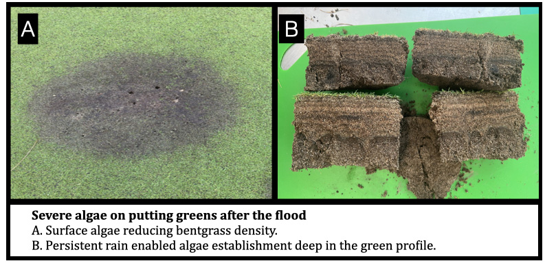 Severe algae on putting greens after the flood A. Surface algae reducing bentgrass density. B. Persistent rain enabled algae establishment deep in the green profile.