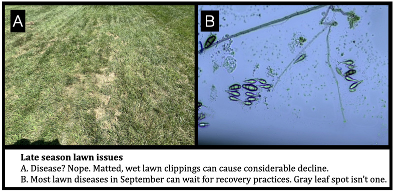 Late season lawn issues A. Disease? Nope. Matted, wet lawn clippings can cause considerable decline. B. Most lawn diseases in September can wait for recovery practices. Gray leaf spot isn’t one.